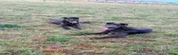 Lurcher dogs for sale: 2 lurchers for good home  in Liverpool - Advert 3