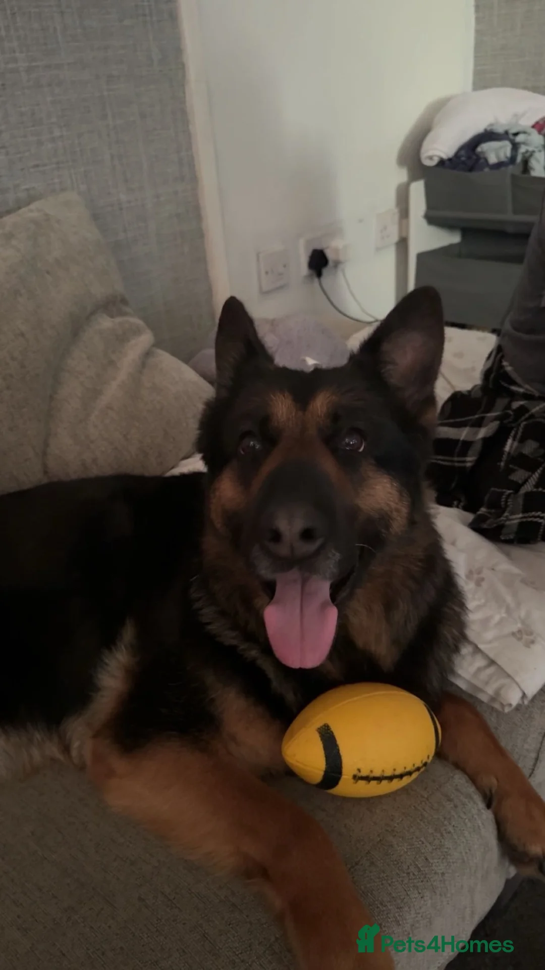 German Shepherd dogs for sale: Luna 8 years old - Advert 2