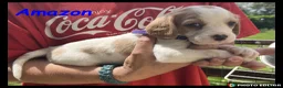 Beaglier dogs for sale: Beautiful Beaglier Bundles 🌸 - Advert 8