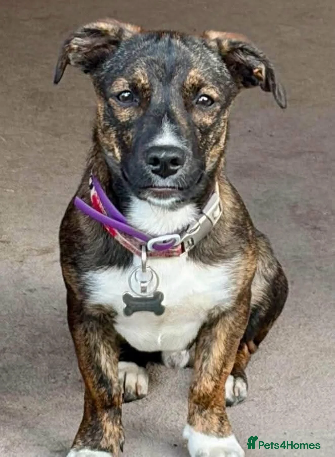 Mixed Breed dogs for adoption: Meet Dobby, currently residing in Kent in Kendal - Advert 2