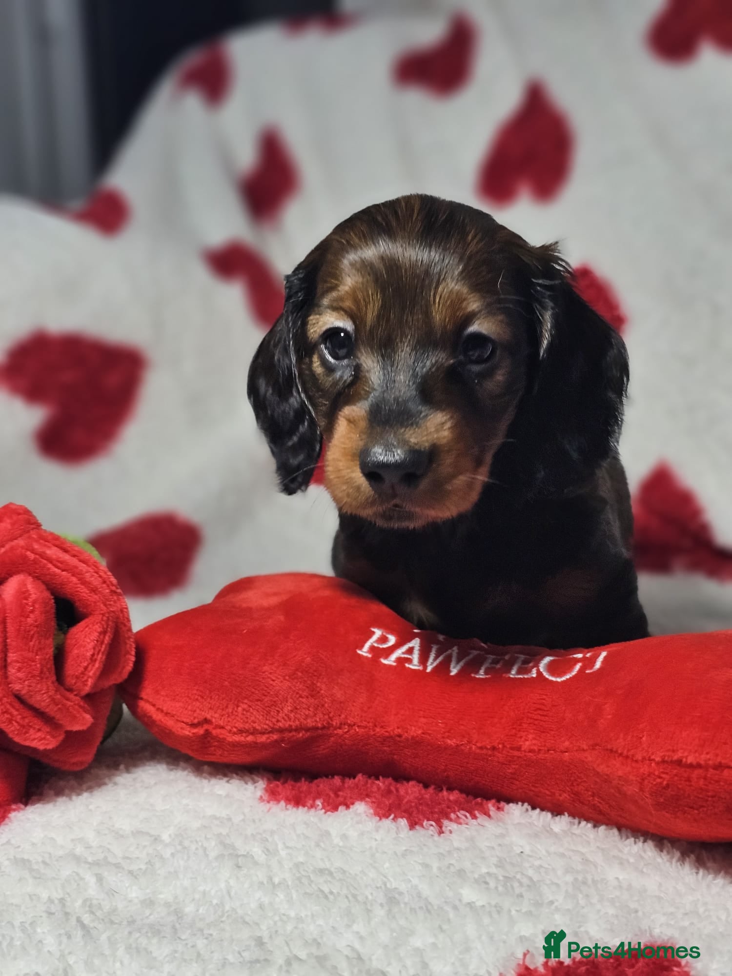 Miniature Dachshund dogs Beautiful KC Reg Puppies, Health Tested Parents - Advert 2