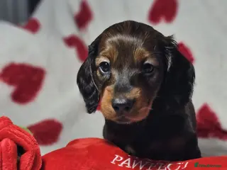 Miniature Dachshund dogs Beautiful KC Reg Puppies, Health Tested Parents - Advert 14