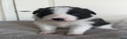 Border Collie dogs for sale: Beautiful border collie puppies - Advert 13