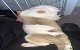 Mixed Breed dogs for sale: 4 beautiful olde English bulldog/ American bulldog - Advert 15