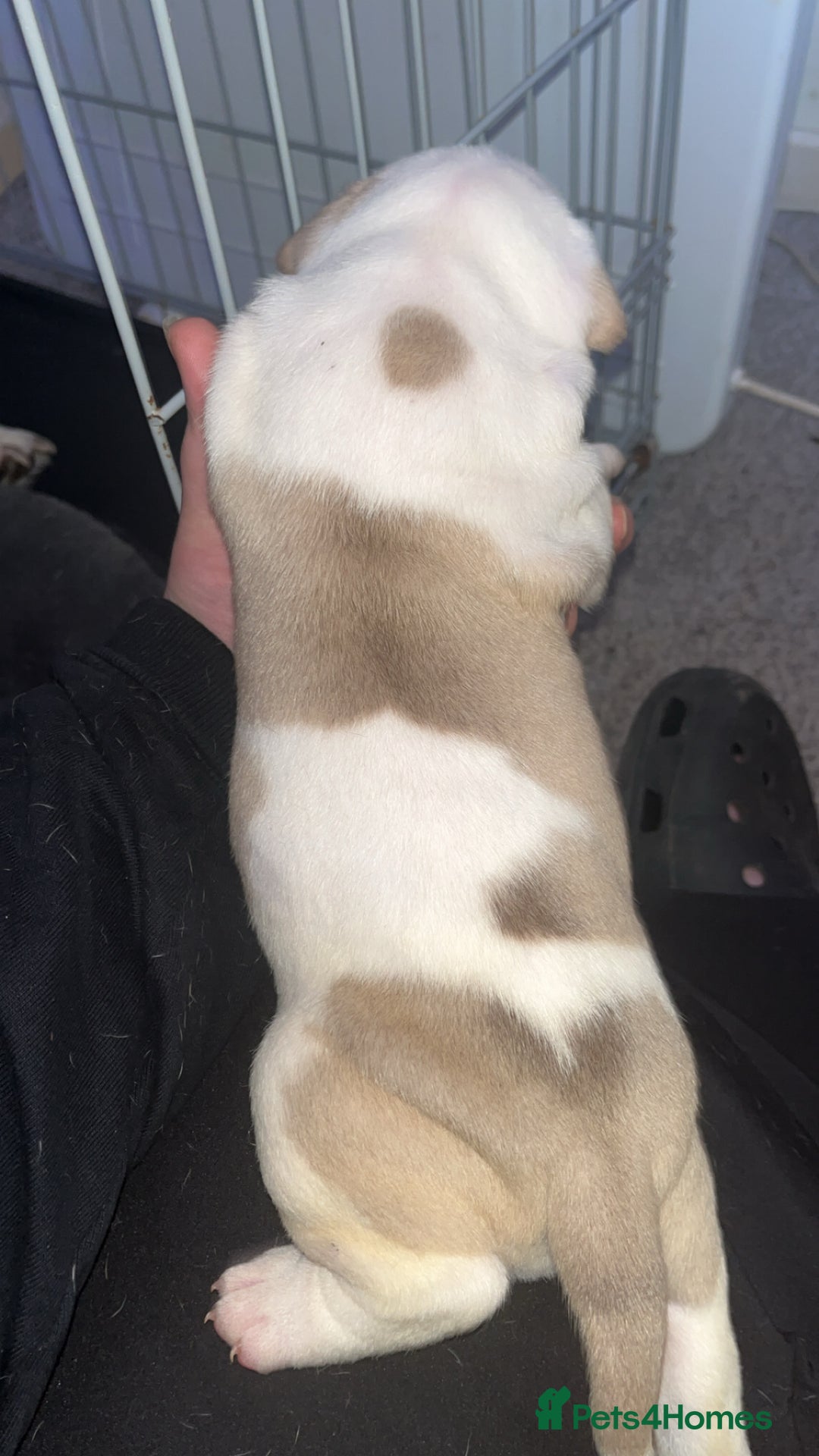 Mixed Breed dogs for sale: 4 beautiful olde English bulldog/ American bulldog - Advert 15