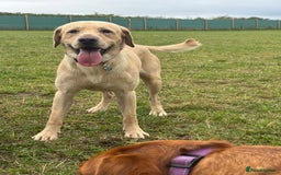 Labrador Retriever dogs for stud: For STUD (male lab) - Image 5