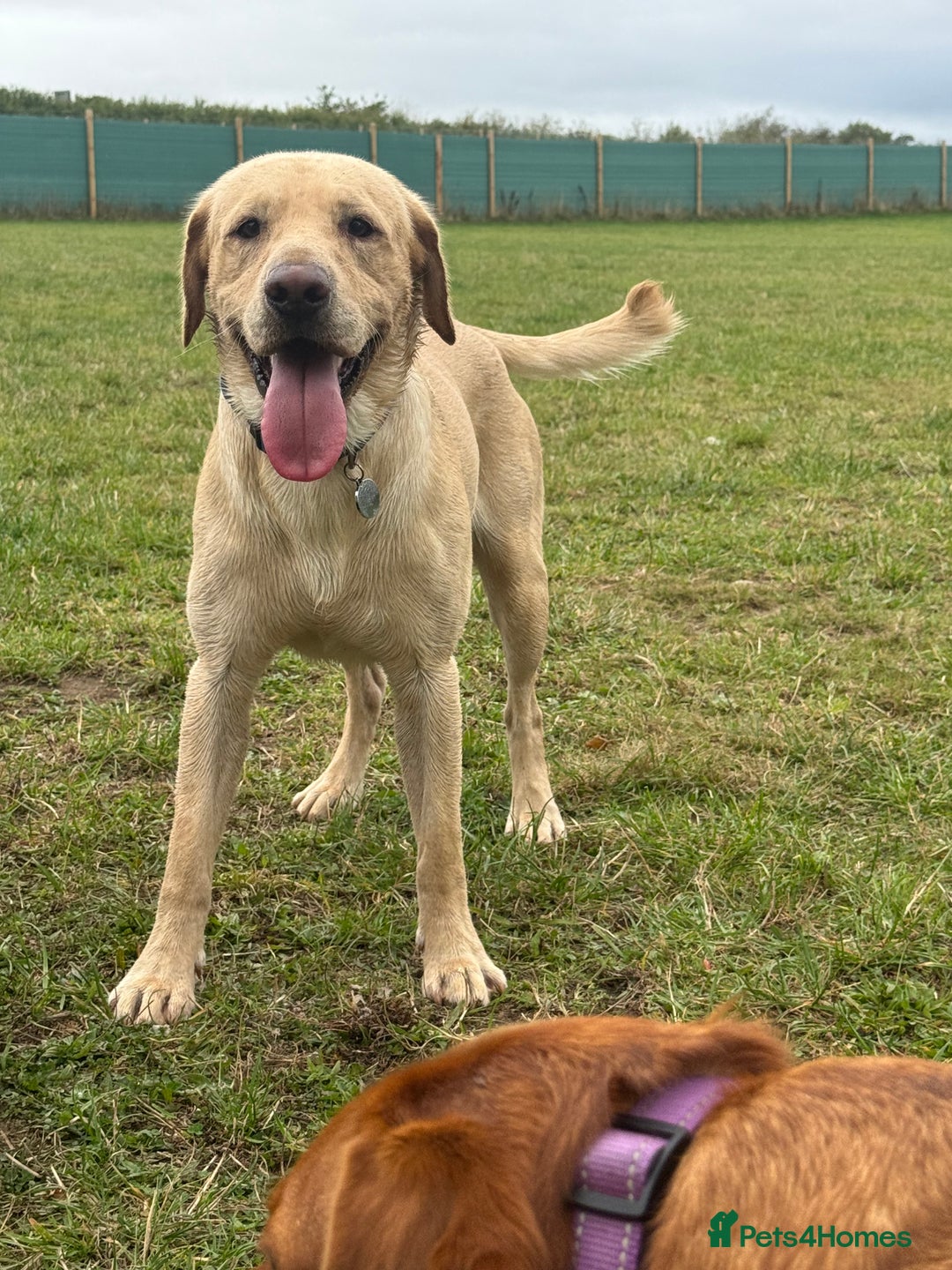 Labrador Retriever dogs for stud: For STUD (male lab) - Image 5
