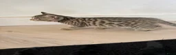 Bengal cats for sale: Beautiful x bengals ready to be rehomed - Advert 26