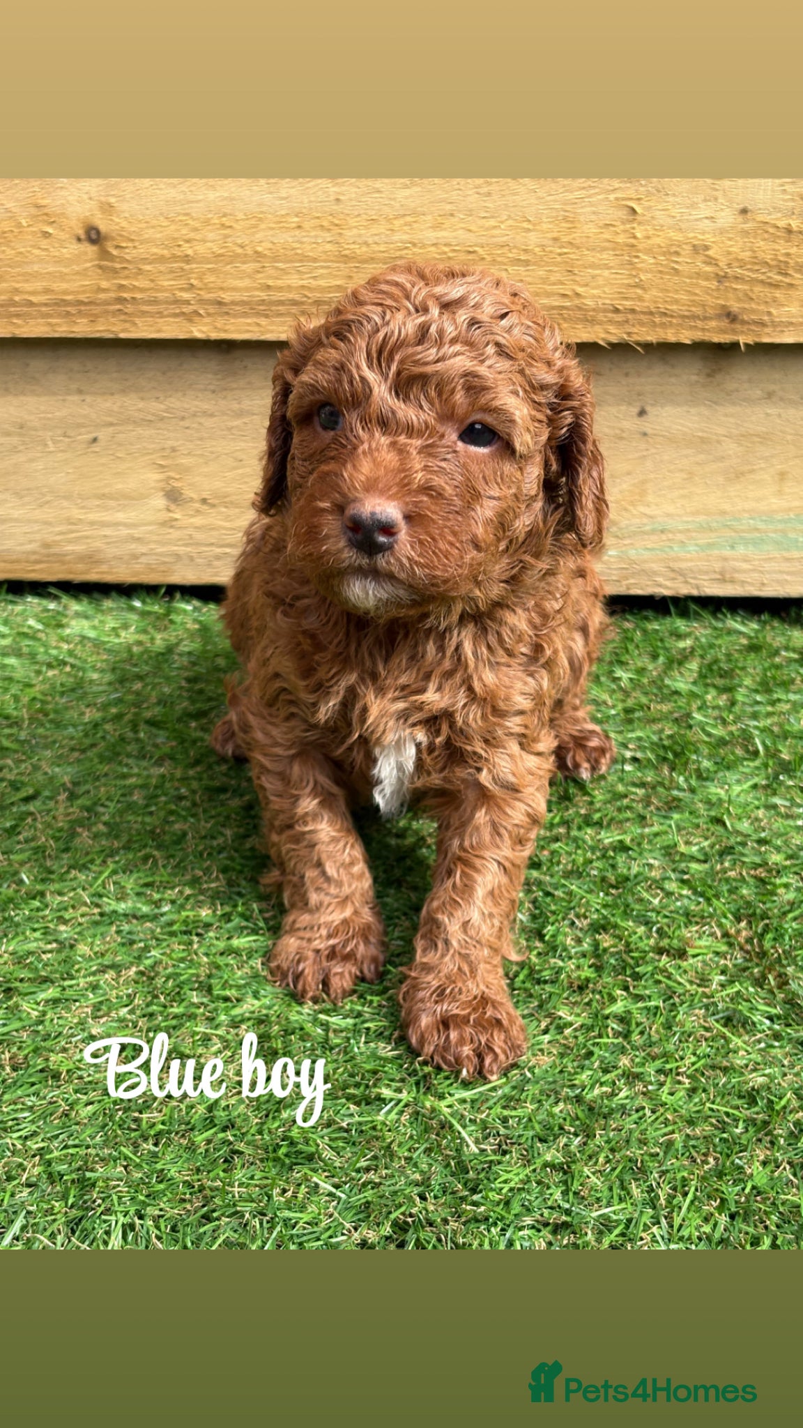 Goldendoodle dogs Beautiful double doodle puppies.  - Advert 4