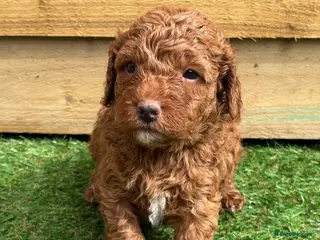 Goldendoodle dogs Beautiful double doodle puppies. - Advert 4