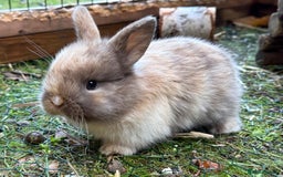 Mini Lop rabbits for sale: Lovely litter of 4 x mini lops - Image 12