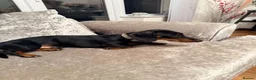 Dachshund dogs for sale: Dachshund 1 year 10 months Male  in Witham - Advert 6