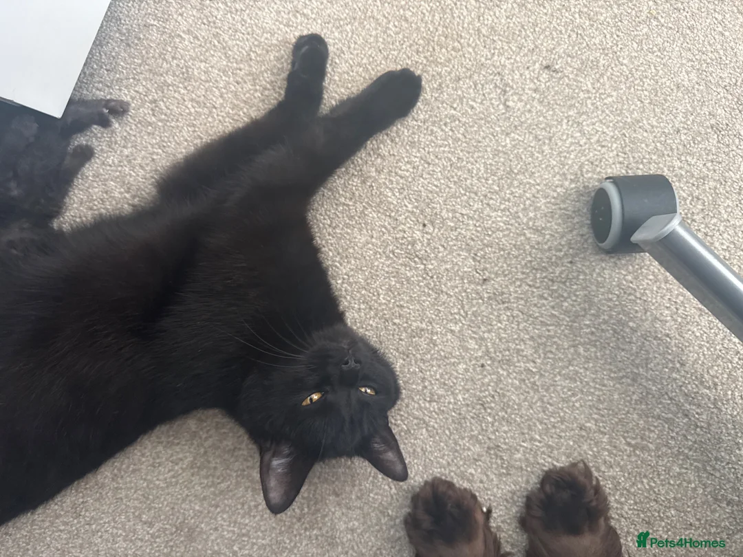 Mixed Breed cats for sale: British short hair cross  - Advert 1