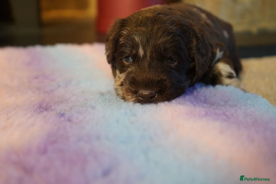 Labradoodle dogs for sale: Chocolate & chocolate Merle Labradoodles 🐾🐾🐾 - Advert 14