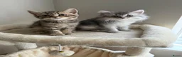 Scottish Fold cats for sale: Scottish longhair & Beautiful Tabby kitten  - Advert 4