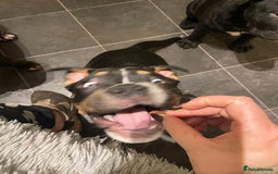 Mixed Breed dogs for sale: Pocket bully cross chow chow trio coloured boy! - Advert 4