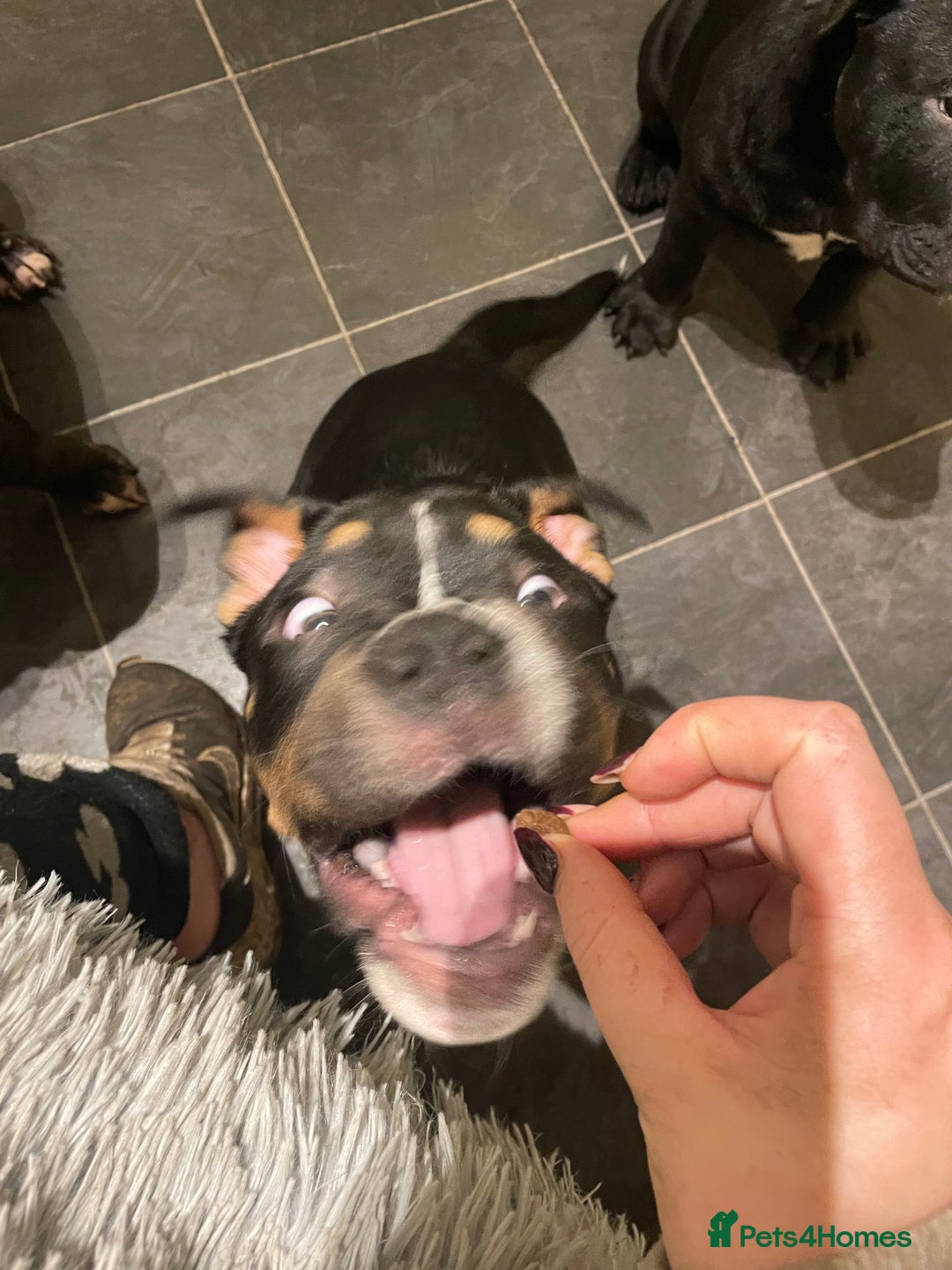 Mixed Breed dogs for sale: Pocket bully cross chow chow trio coloured boy! - Advert 4