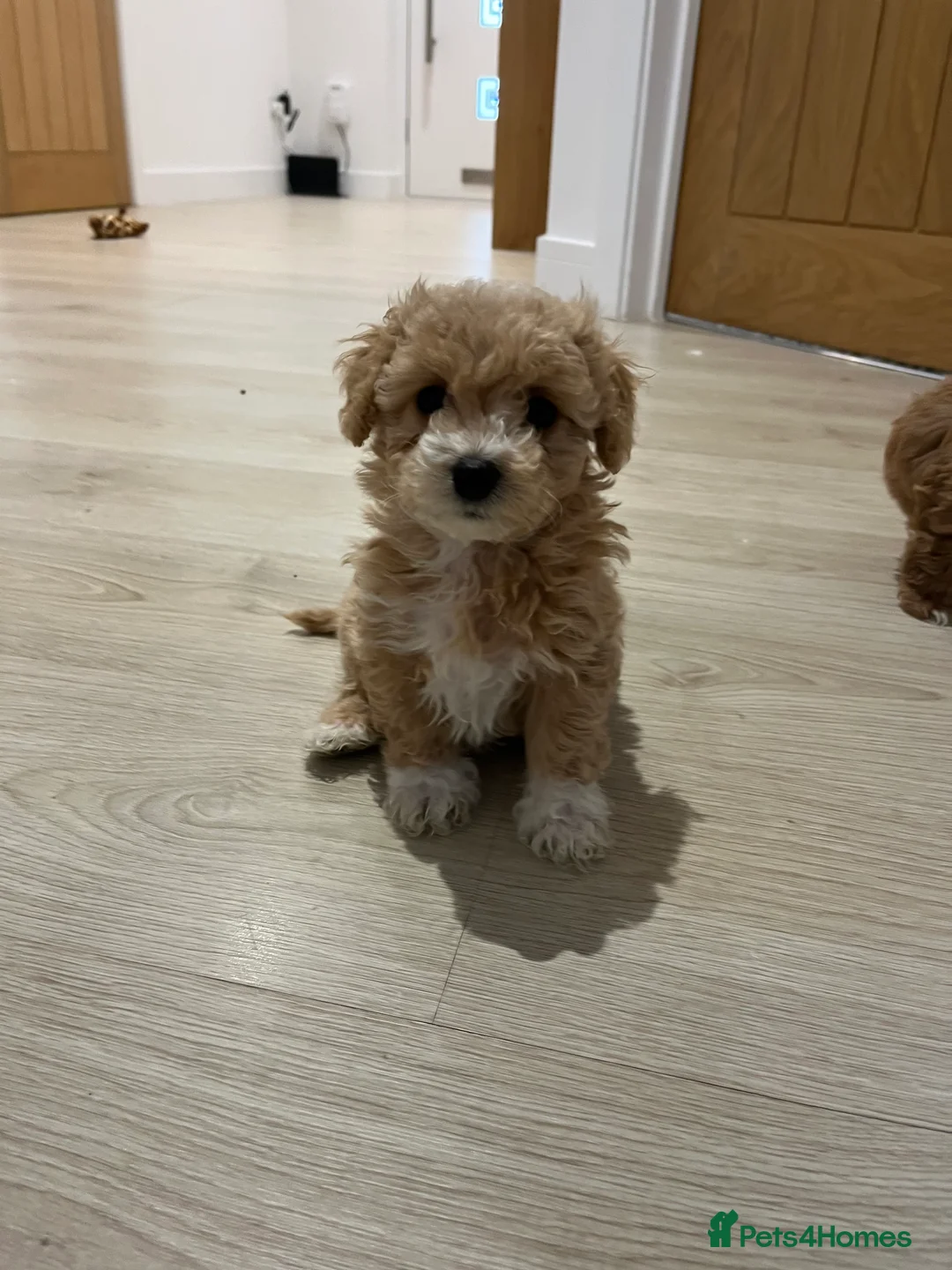 Maltipoo dogs for sale: Gorgeous Maltipoo Pups looking for their new home  - Advert 22