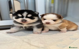 Pomsky dogs for sale: Lilac sired F2 masked Pomsky blue eyes  - Image 31