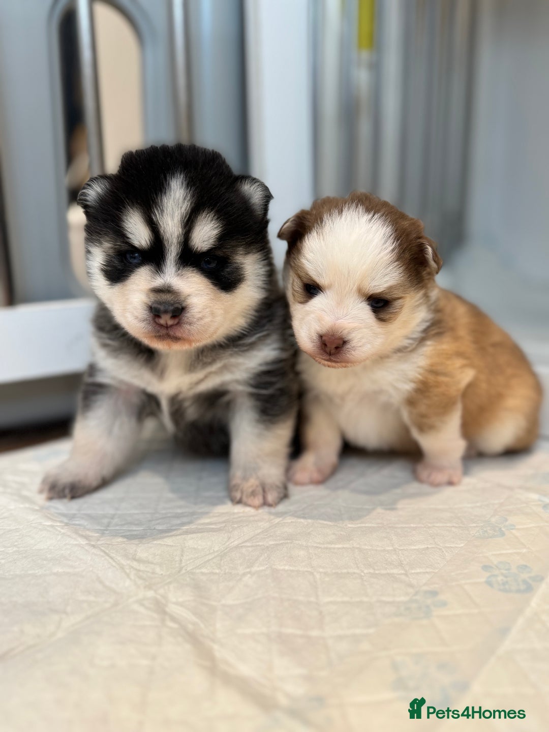 Pomsky dogs for sale: Lilac sired F2 masked Pomsky blue eyes  - Image 31
