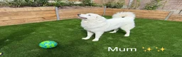 Pyrenean Mountain Dog dogs for sale: ONLY 1 Pyrenean Mountain Dog Puppies left 💙💛💙💛 - Advert 10