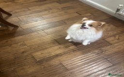 Pomeranian dogs for stud: Pomeranian Male Stud – “Oreo - Advert 4