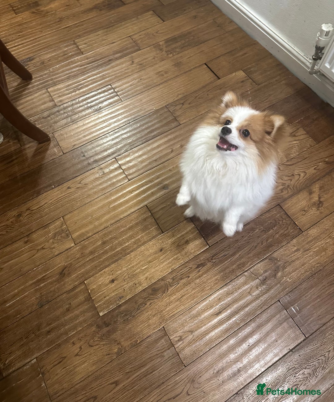 Pomeranian dogs for stud: Pomeranian Male Stud – “Oreo - Advert 4