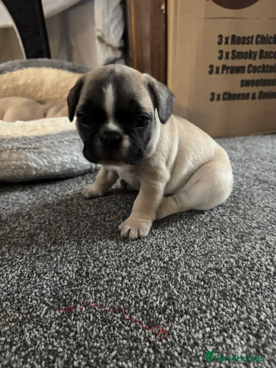 French Bulldog dogs for sale: DWKC Registered Puppies – Health Tested  - Advert 17