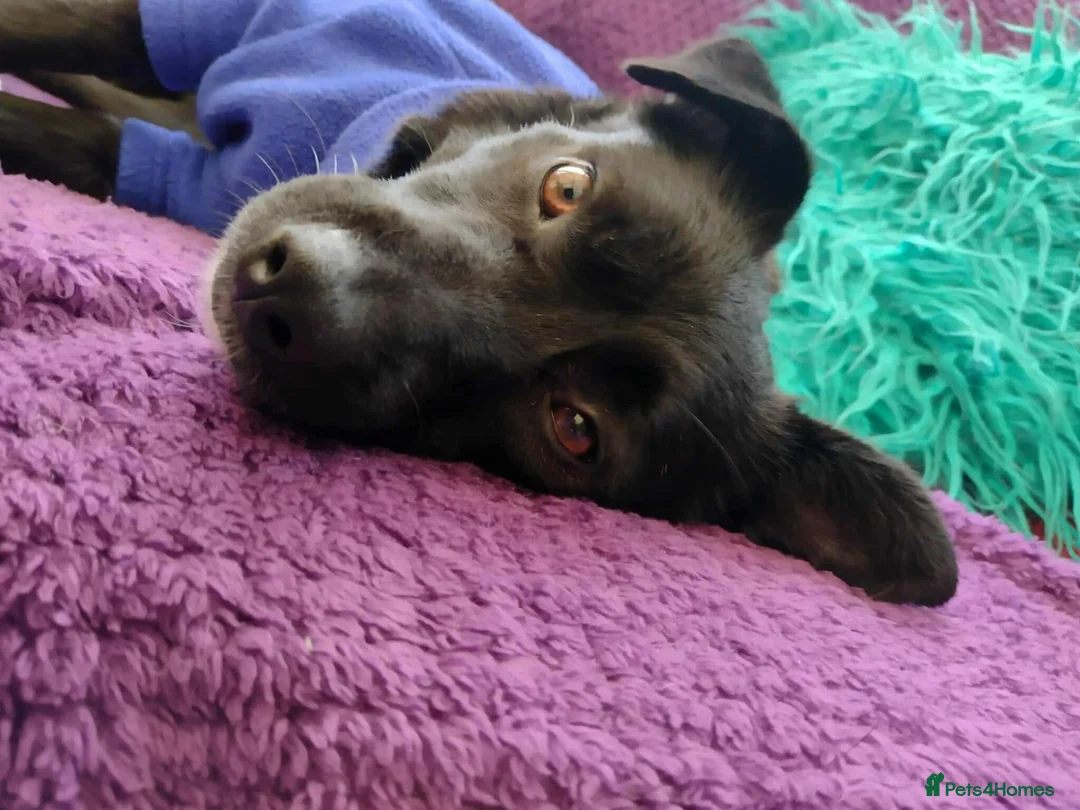 Mixed Breed dogs for adoption: Spirit for adoption in Bedford - Advert 1