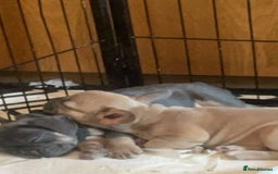 French Bulldog dogs for sale: French bull dogs  - Image 9
