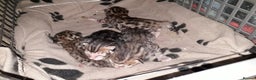Bengal cats for sale: Beautiful Large & small Bengal kittens  - Advert 2