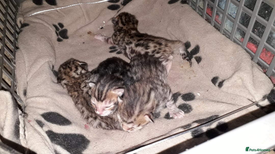 Bengal cats for sale: Beautiful Large & small Bengal kittens  - Advert 2