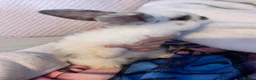 Mixed Breed rabbits for sale: Baby rabbits for sale ready now in Redditch - Advert 6