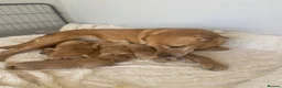 Goldador dogs for sale: Gorgoeus Goldador’s Health tested  - Advert 2