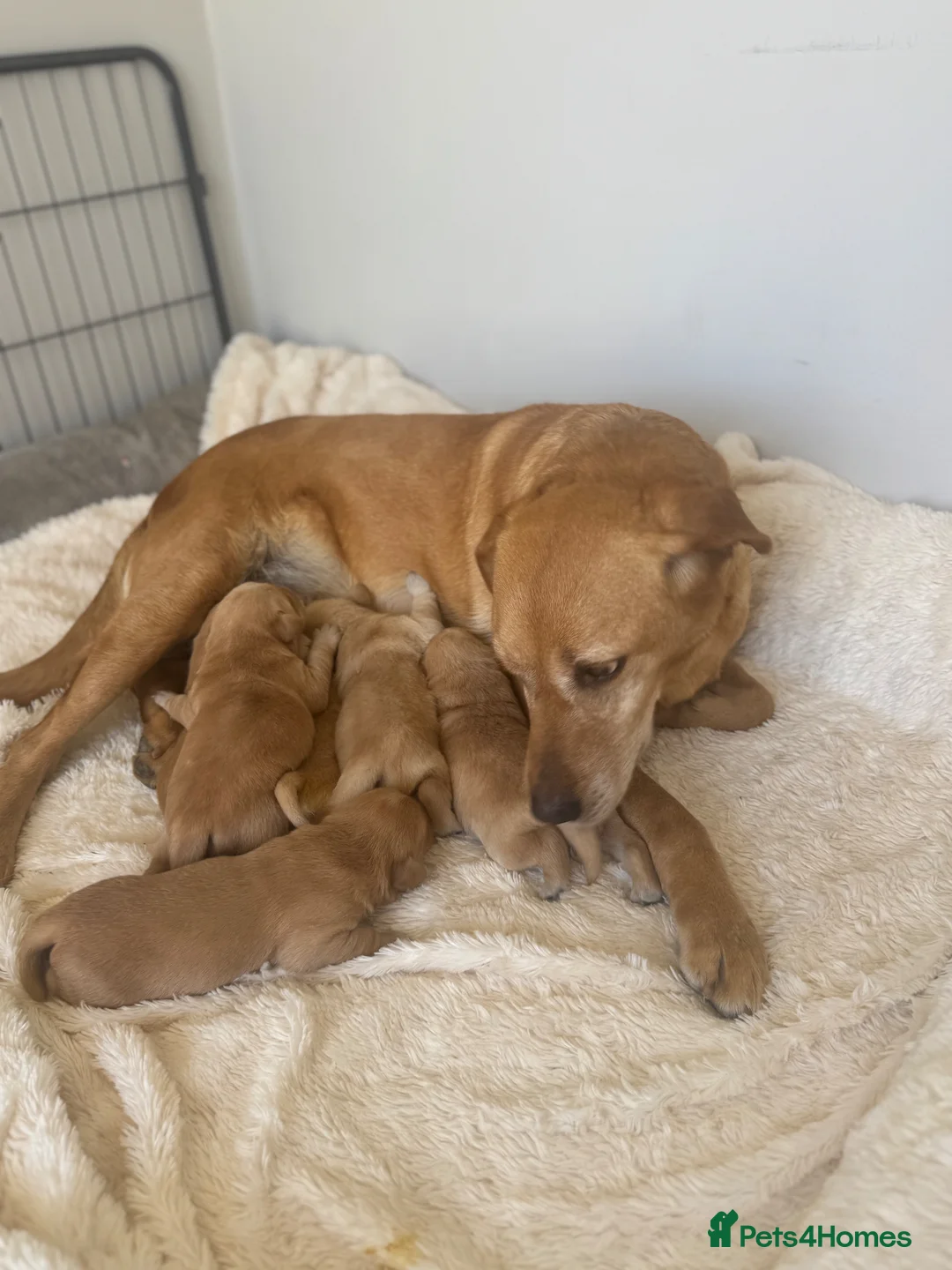 Goldador dogs for sale: Gorgoeus Goldador’s Health tested  - Advert 2