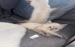 Ragdoll cats for sale: Ragdoll X bengals  - Image 12