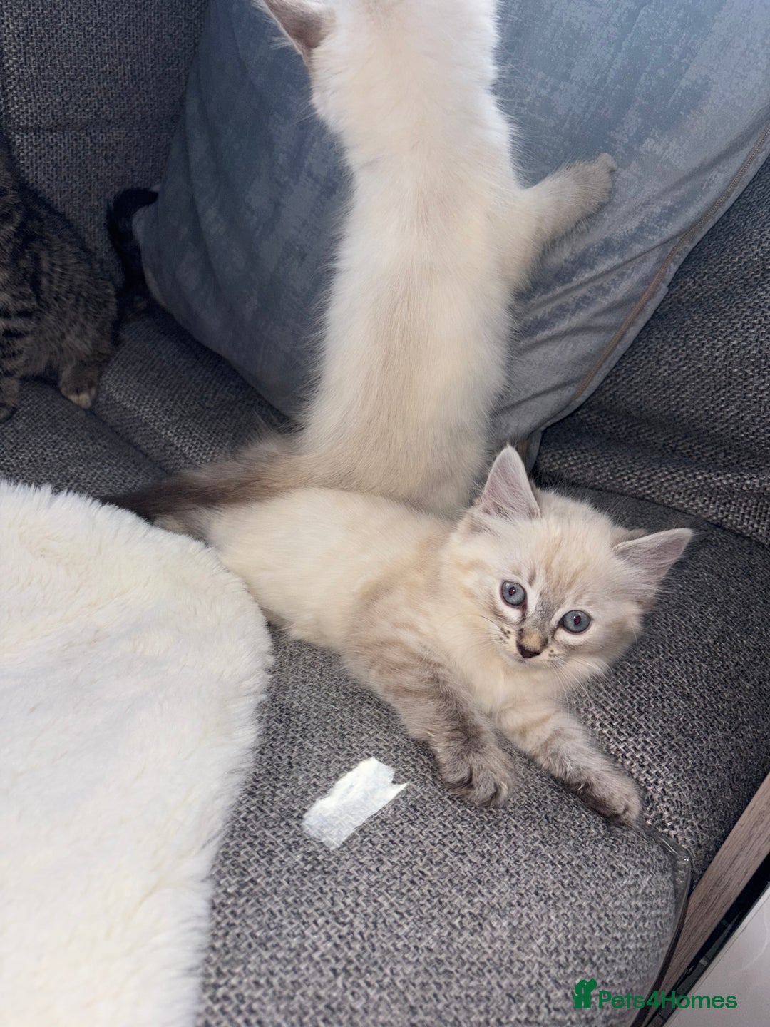 Ragdoll cats for sale: Ragdoll X bengals  - Image 12