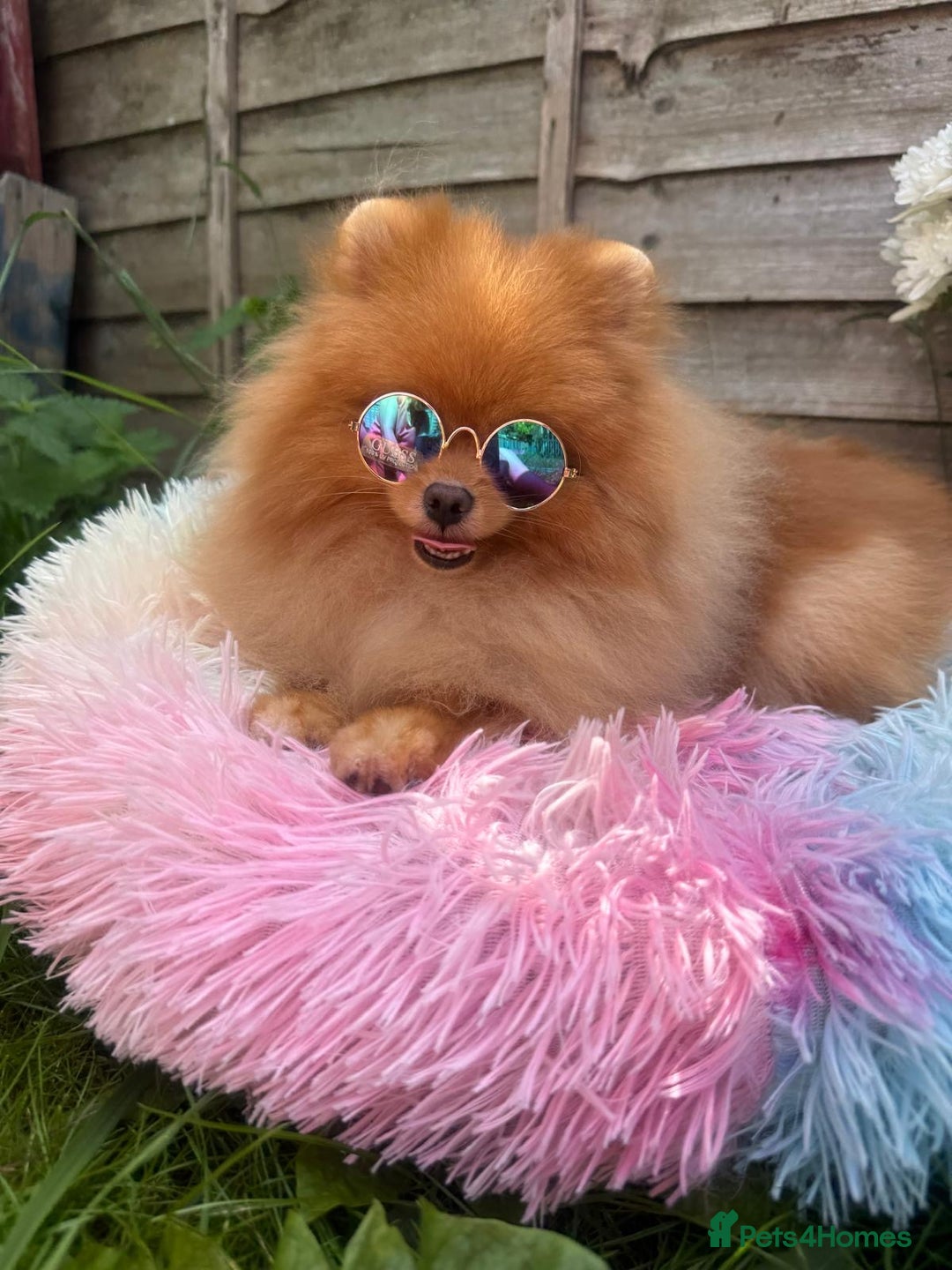 Pomeranian dogs for sale: White and Orange Pomeranian Boys in London - Image 14