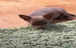 Chihuahua dogs for sale: Last Pup left! Ready for his new home!  - Image 5
