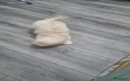 Maltese dogs for sale: Little Mia looking for forever home  - Image 6