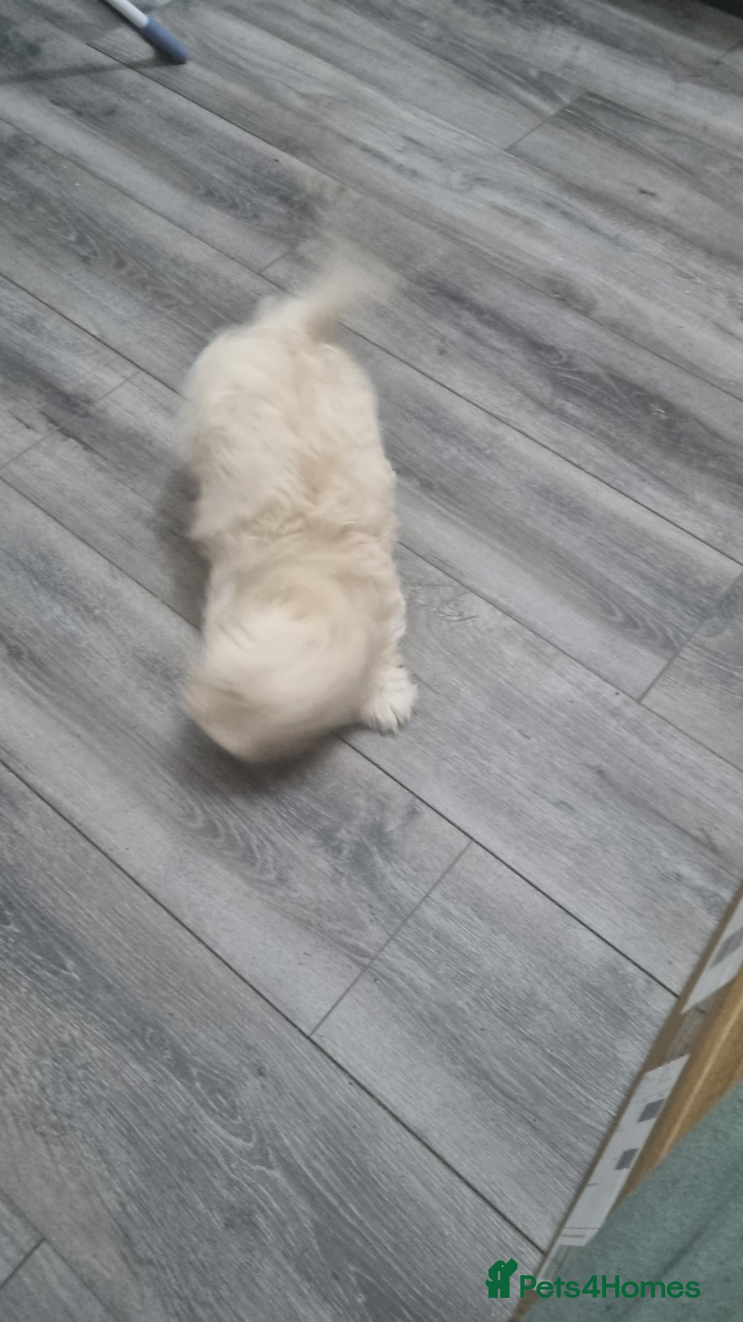 Maltese dogs for sale: Little Mia looking for forever home  - Image 6