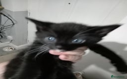 Domestic Shorthair cats for sale: Fluffy kittens  - Image 6