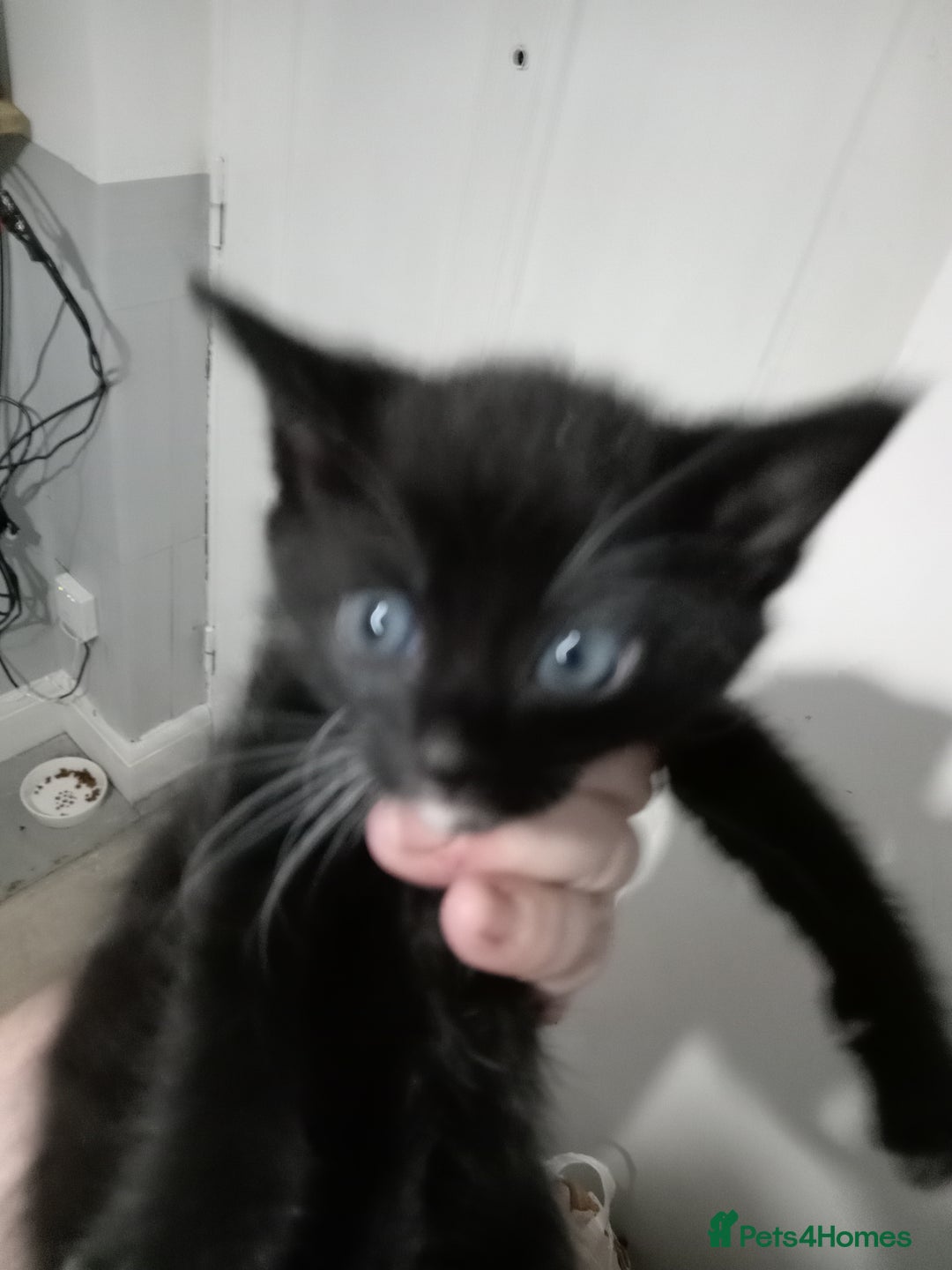 Domestic Shorthair cats for sale: Fluffy kittens  - Image 6