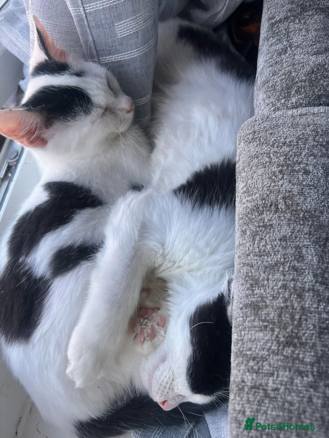 Mixed Breed cats for sale: KITTENS FOR SALE  in Leeds - Advert 2