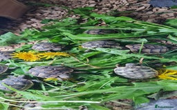 Tortoise reptiles for sale: Beautiful Baby Spur Thigh Tortoises  - Image 9