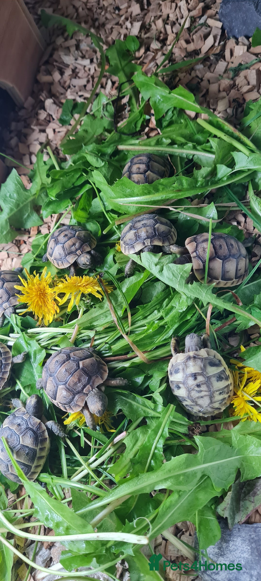 Tortoise reptiles for sale: Beautiful Baby Spur Thigh Tortoises  - Image 9