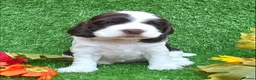 Cocker Spaniel dogs for stud: Show cocker spaniel proven stud - Advert 14