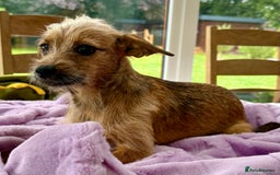 Russian Toy Terrier dogs for adoption: Giselle – The Tiny Survivor with a Big Personality - Image 7