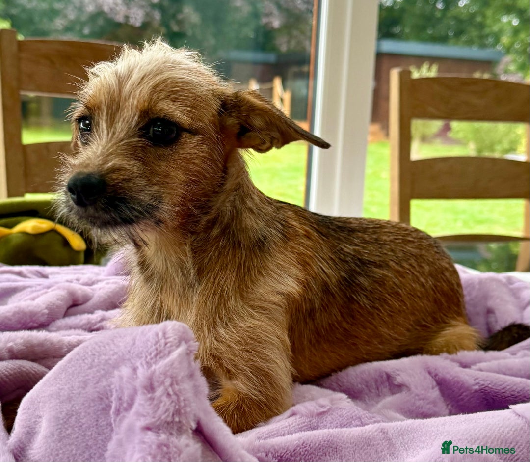 Russian Toy Terrier dogs for adoption: Giselle – The Tiny Survivor with a Big Personality - Image 7