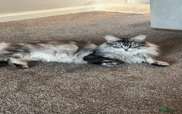 Maine Coon cats for sale: Top quality Maine coon kittens - Image 16